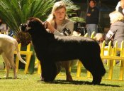 newfoundland dog Bear Mountain Newfoundlands