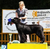 newfoundland dog Bear Mountain Newfoundlands