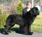 newfoundland dog Bear Mountain Newfoundlands