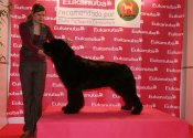 newfoundland dog Bear Mountain Newfoundlands