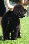 newfoundland dog Bear Mountain As You Wish