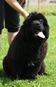 newfoundland dog Bear Mountain As You Wish