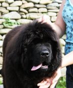 newfoundland dog Bear Mountain As You Wish