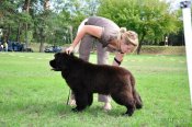 newfoundland dog Bear Mountain As You Wish