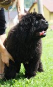 newfoundland dog Bear Mountain As You Wish