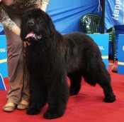 newfoundland dog Bear Mountain As You Wish