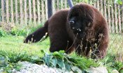 newfoundland dog puppies