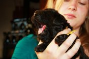 newfoundland dog puppies