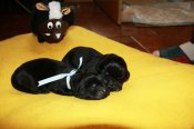 newfoundland dog puppies