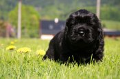 newfoundland dog puppies