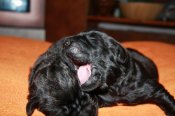 newfoundland dog puppies