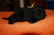 newfoundland dog puppies