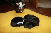 newfoundland dog puppies