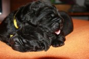 newfoundland dog puppies