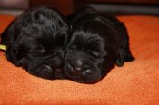 newfoundland dog puppies