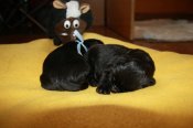 newfoundland dog puppies