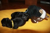 newfoundland dog puppies