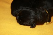 newfoundland dog puppies