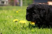 newfoundland dog puppies