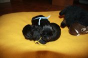 newfoundland dog puppies